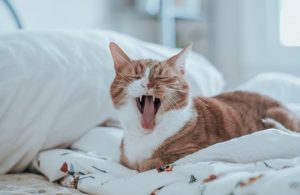 DẤU HIỆU ĐIỂN HÌNH CỦA BỆNH VIÊM MIỆNG Ở MÈO
